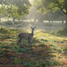 Early morning Deer by 365nick