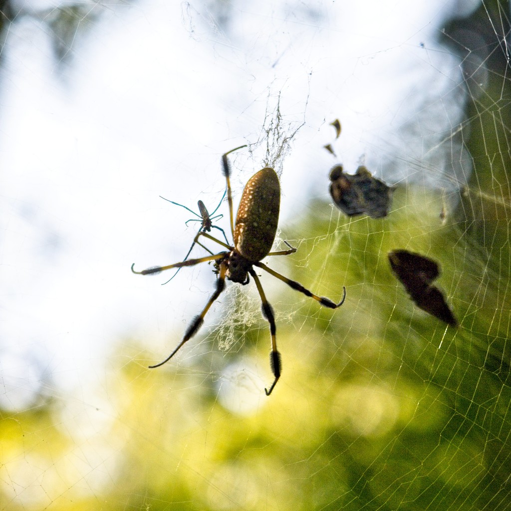 LHG-1401- Banana spider with her mate by rontu