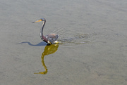 8th Sep 2020 - Three faces of the tri-colored Heron