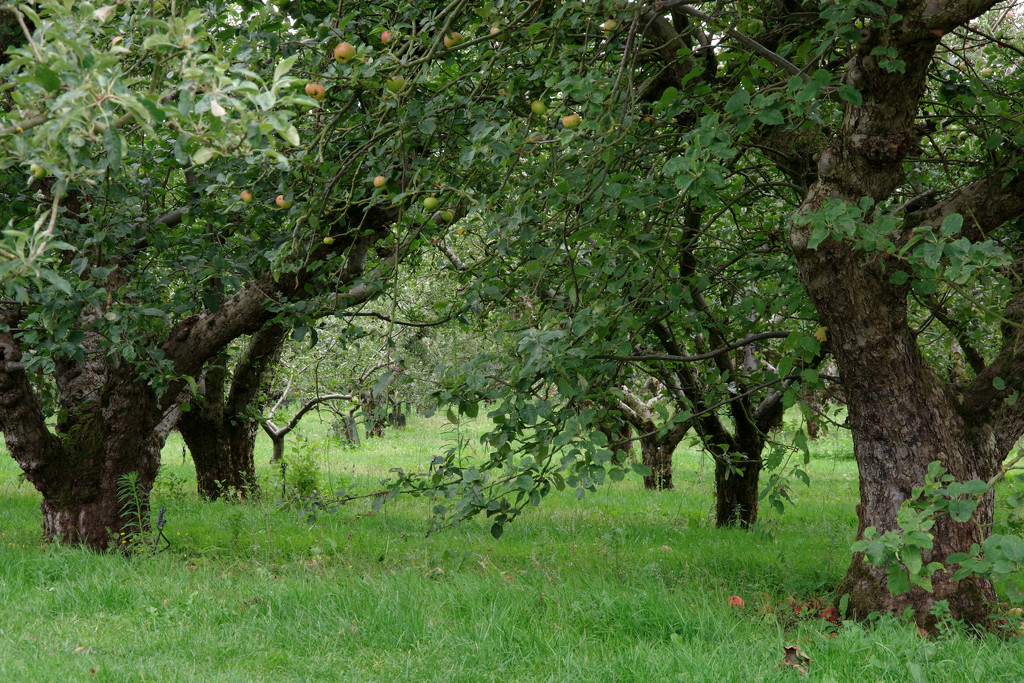 Apple Trees by thedarkroom