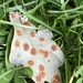 Infestation or lichen? by tinley23