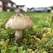 Mushroom by tinley23