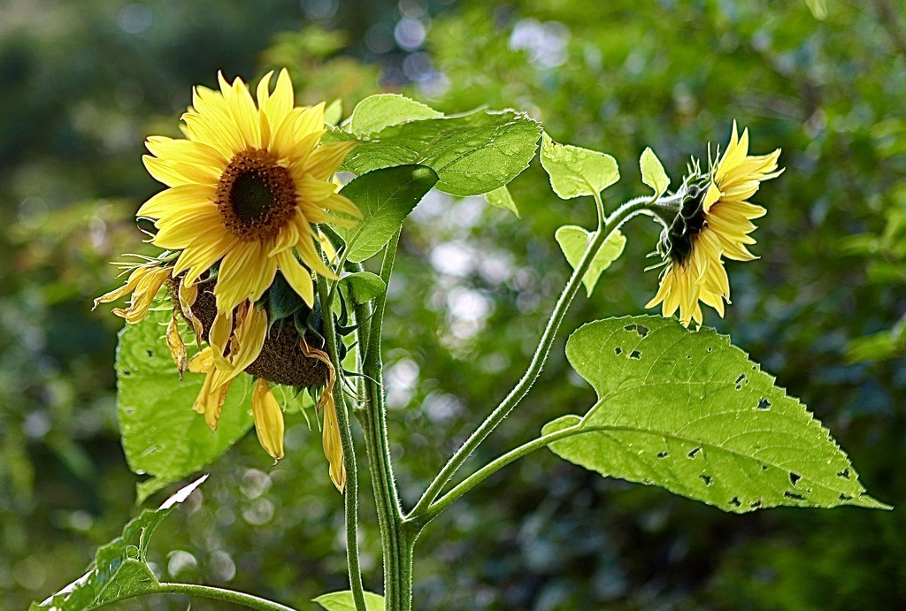 Satellite Sunflowers by carole_sandford