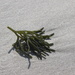 Seaweed on the Sand by jb030958
