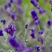 Lavender & Visitor by carole_sandford