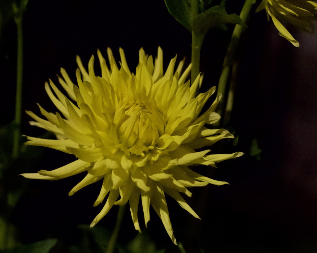 Flower by Night by orion5d