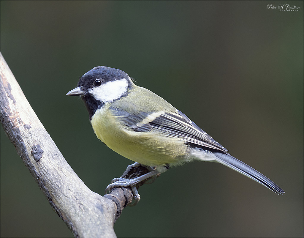 Male Great Tit by pcoulson