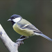 Male Great Tit by pcoulson