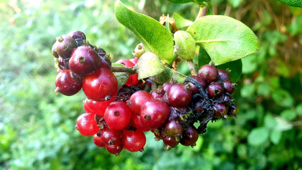 Wild Honeysuckle berries by julienne1