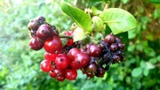 7th Sep 2020 - Wild Honeysuckle berries
