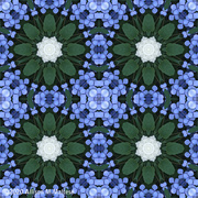 8th Sep 2020 - Blue Lace Cap Hydrangeas Mandala