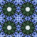 Blue Lace Cap Hydrangeas Mandala by falcon11