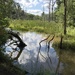 Fresh water wetland by mjmaven