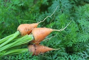 6th Sep 2020 - Carrots