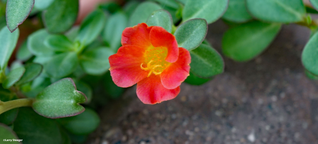 Delicate flower by larrysphotos