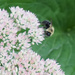 Bee by larrysphotos