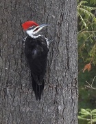 27th Mar 2020 - Pileated