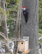 28th Mar 2020 - Pileated