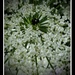 Queen Ann's Lace by flygirl
