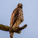 Red Shouldered Hawk with the Foot Tucked! by rickster549