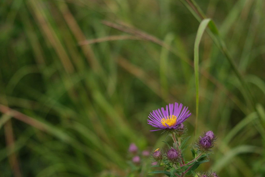 New England Aster - nf-sooc-2020 by lsquared