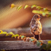 Little bird @ Sunset by elatedpixie