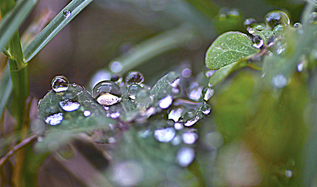 TINY WATER DROPS by sangwann