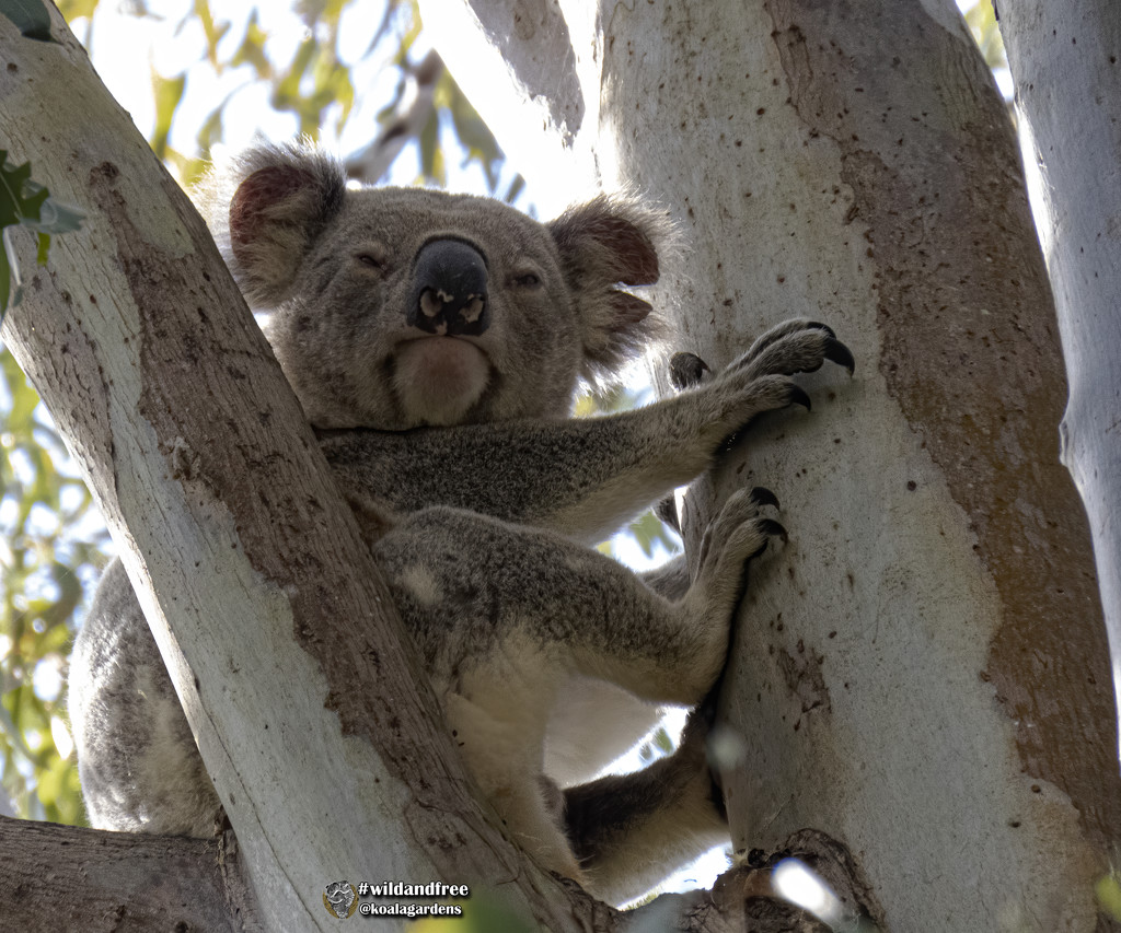 I'll show my rugged side by koalagardens