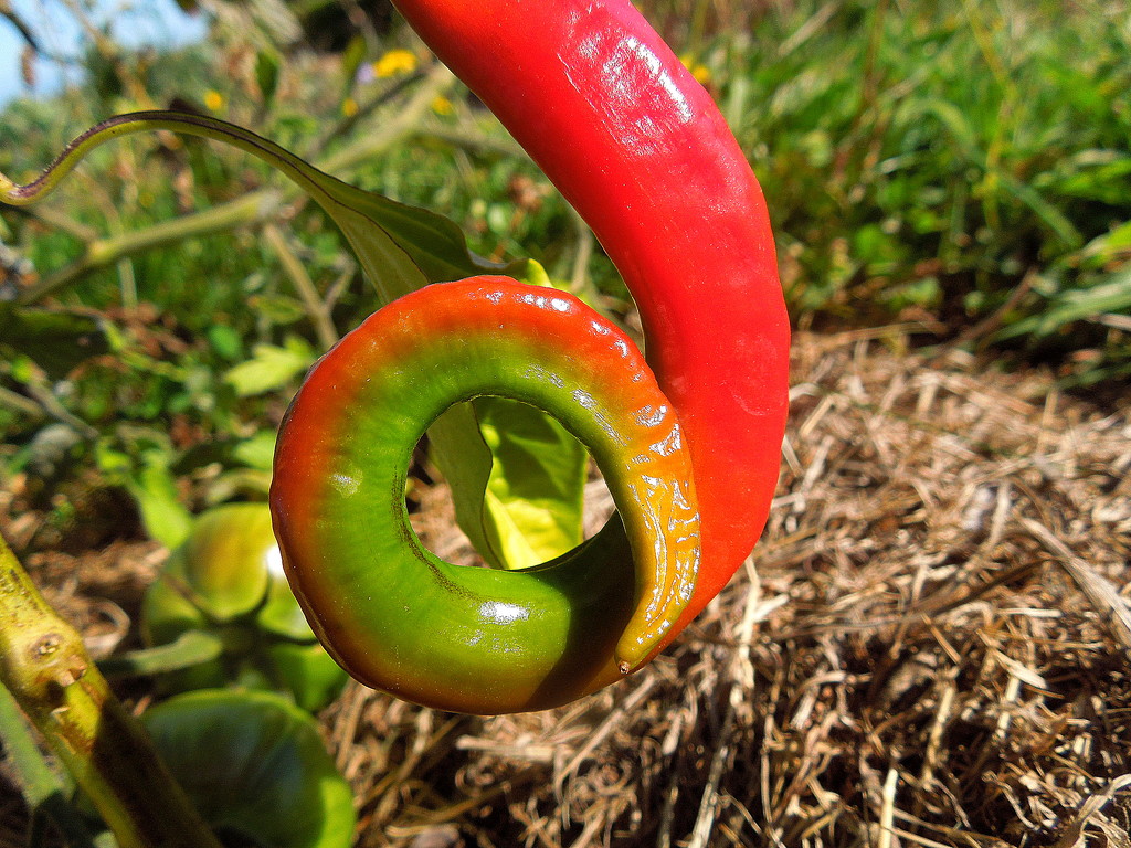 Red chilly pepper by etienne