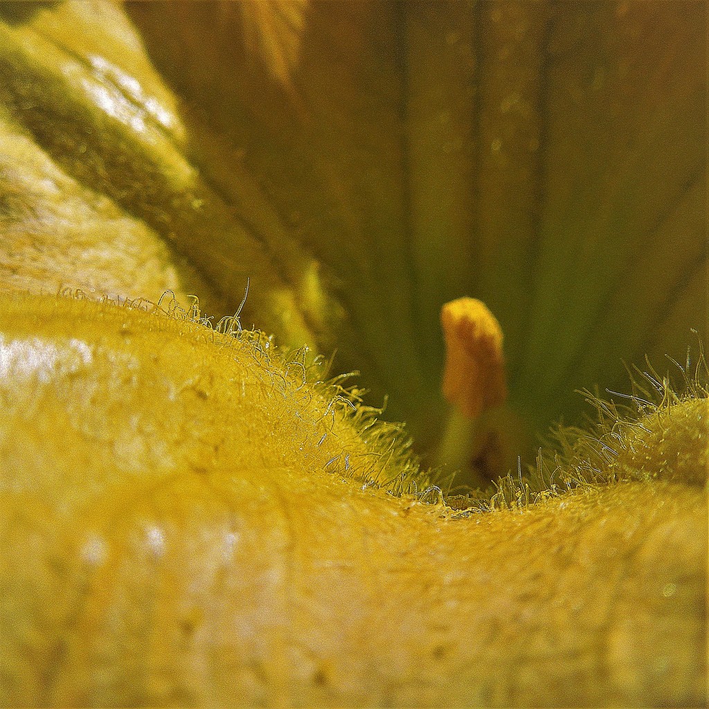 Inside a butternut squash flower by etienne