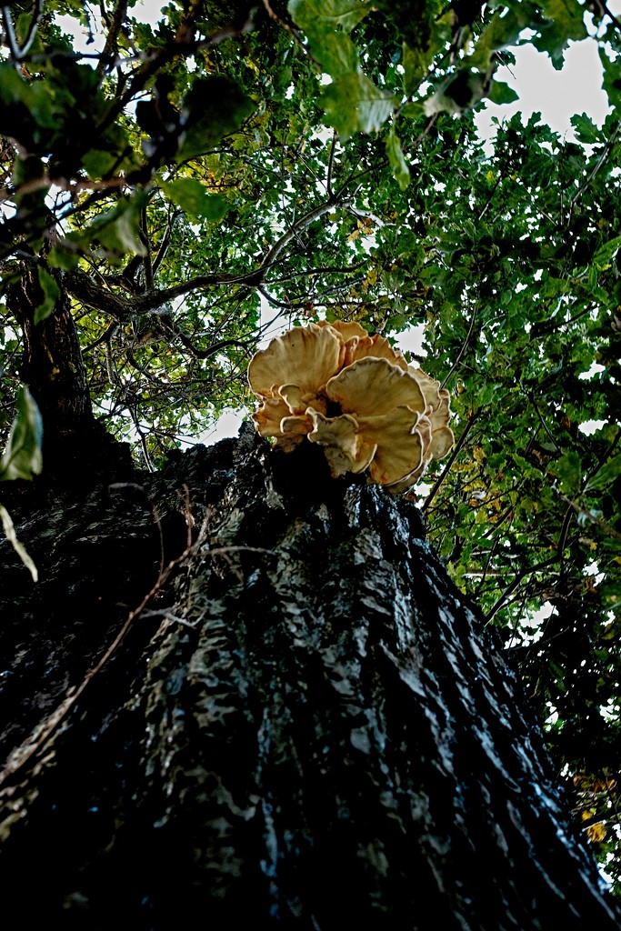 Joshua Tree Fungi by allsop