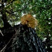 Joshua Tree Fungi by allsop