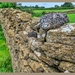 Dry-stone Wall by carolmw
