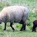 Baa baa black sheep by gilbertwood