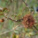 Robins pincushion. by wakelys