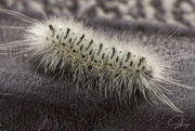 29th Jul 2020 - Hickory Tussock Moth Caterpillar 