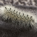 Hickory Tussock Moth Caterpillar  by skipt07