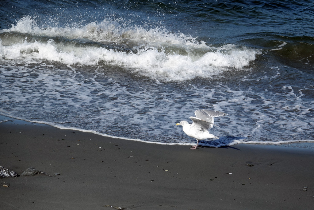 Seagull by seattlite