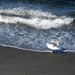 Seagull by seattlite