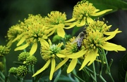 9th Sep 2020 - Goldenrod (and a bee)