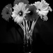 Bouquet #3 by shutterbug49