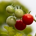 My Tomatoes by billyboy