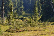 3rd Sep 2020 - On the Way to Deception Creek