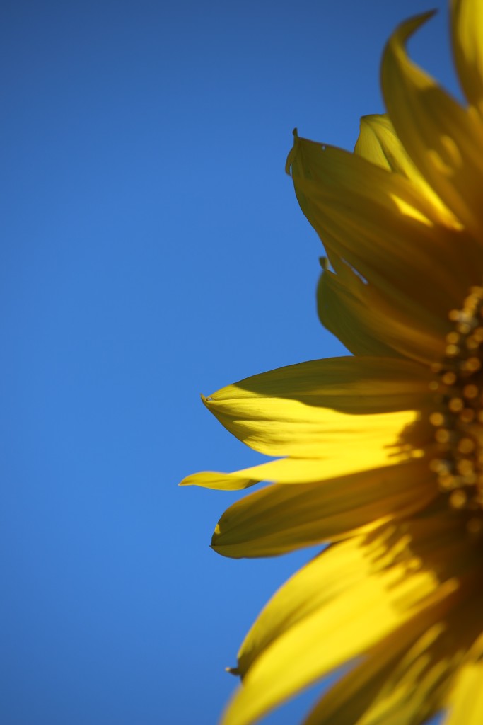 Sunflower by phil_sandford