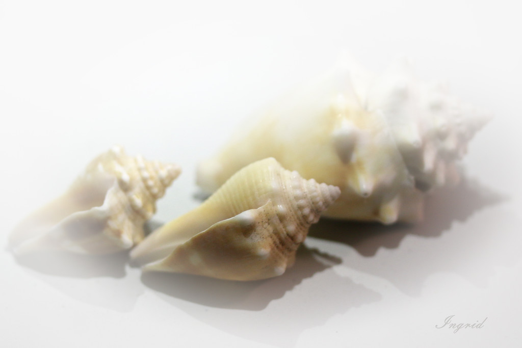 Shells by ingrid01