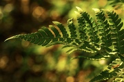 8th Sep 2020 - Fern Frond 