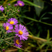 New England Aster by lsquared