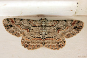 2nd Sep 2020 - Brown-shaded Gray Moth