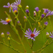 smooth blue asters  by rminer