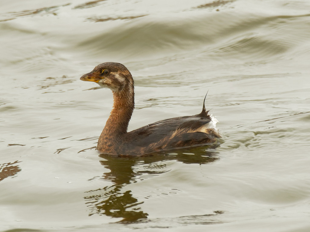 pied billed grebe  by rminer